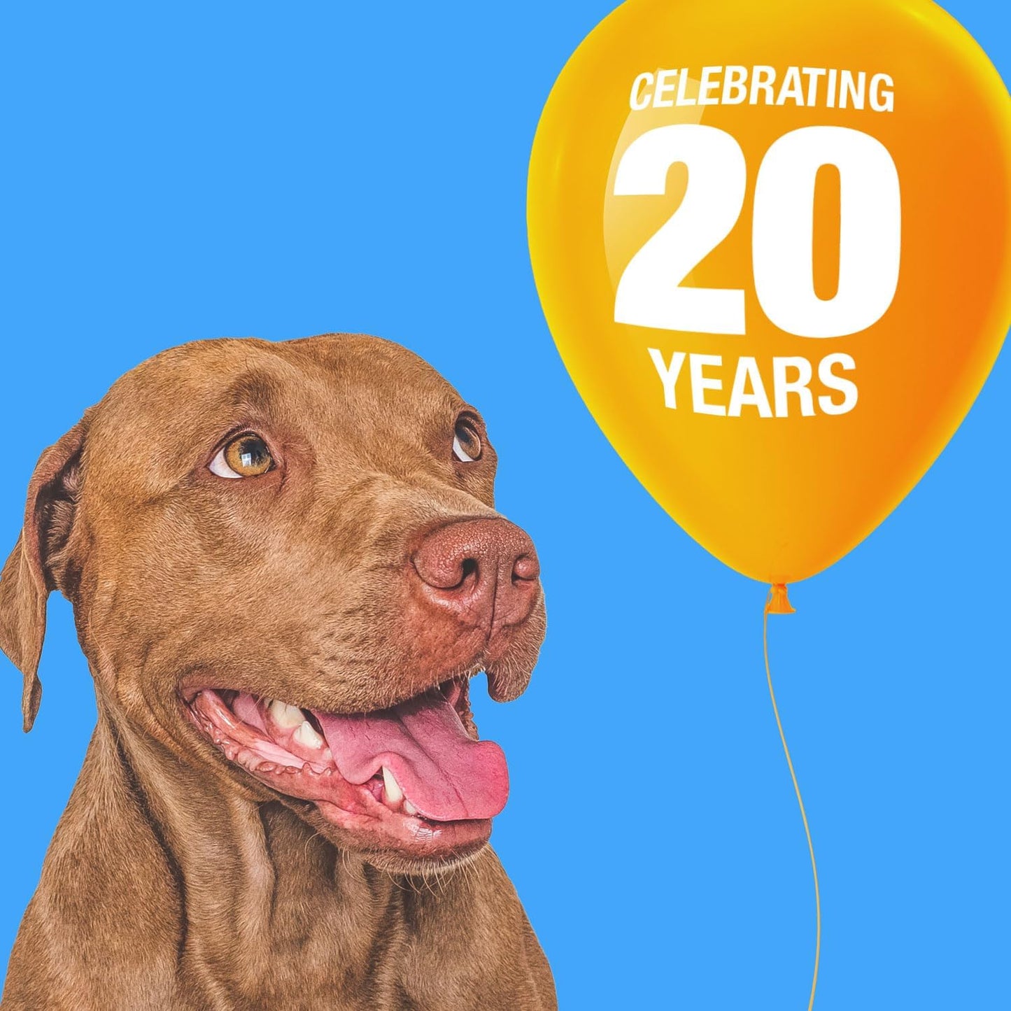 10 Count ValueBull USA Natural Beef Flavor Rawhide Chips - Long Lasting & Chemical Free Beef Hide Snacks