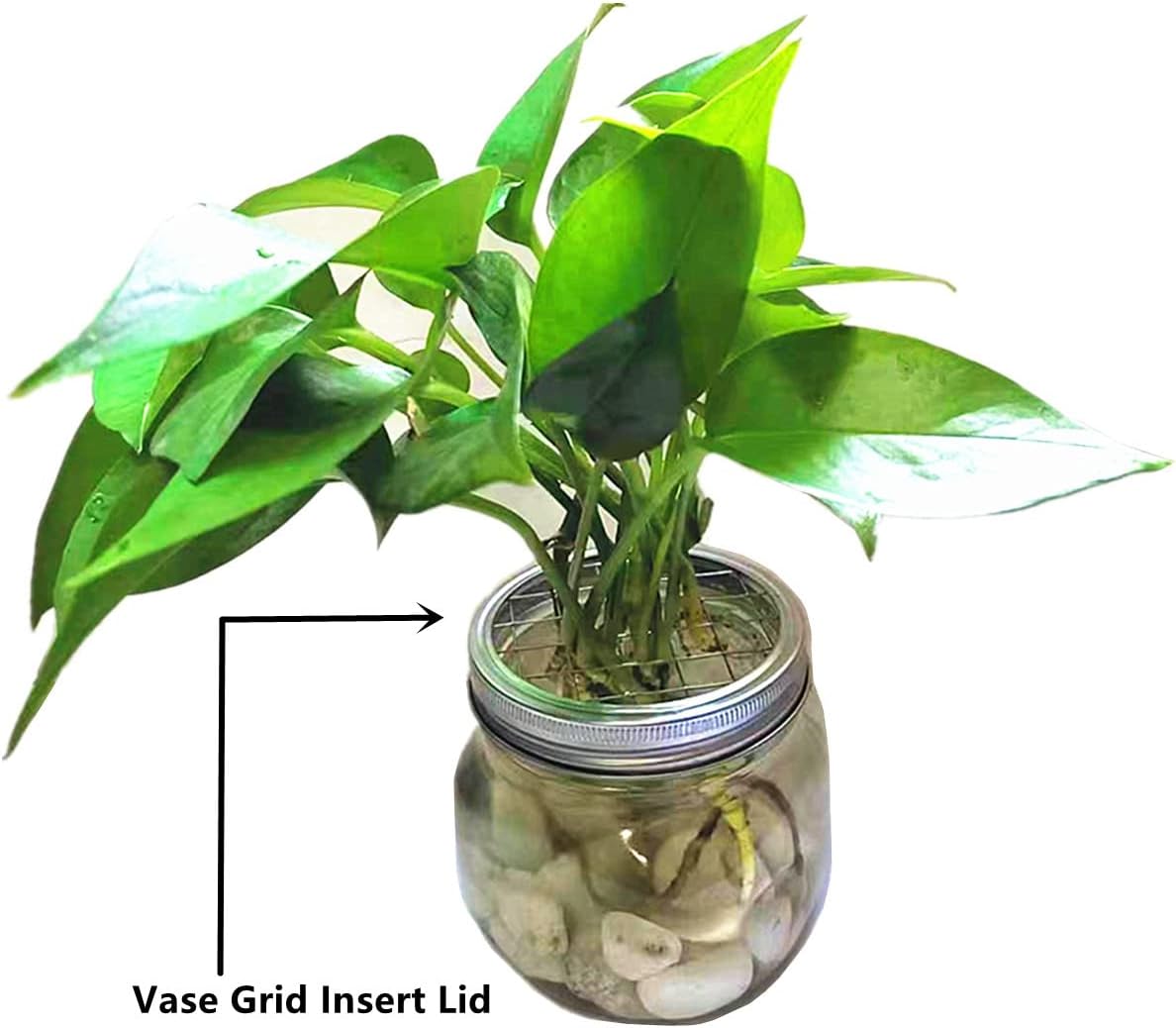 6-Piece Stainless Steel Wide Mouth Mesh Strainer Sprouting Lids for Canning Jars - Seed Sprouting & Salad Sprouts Kit