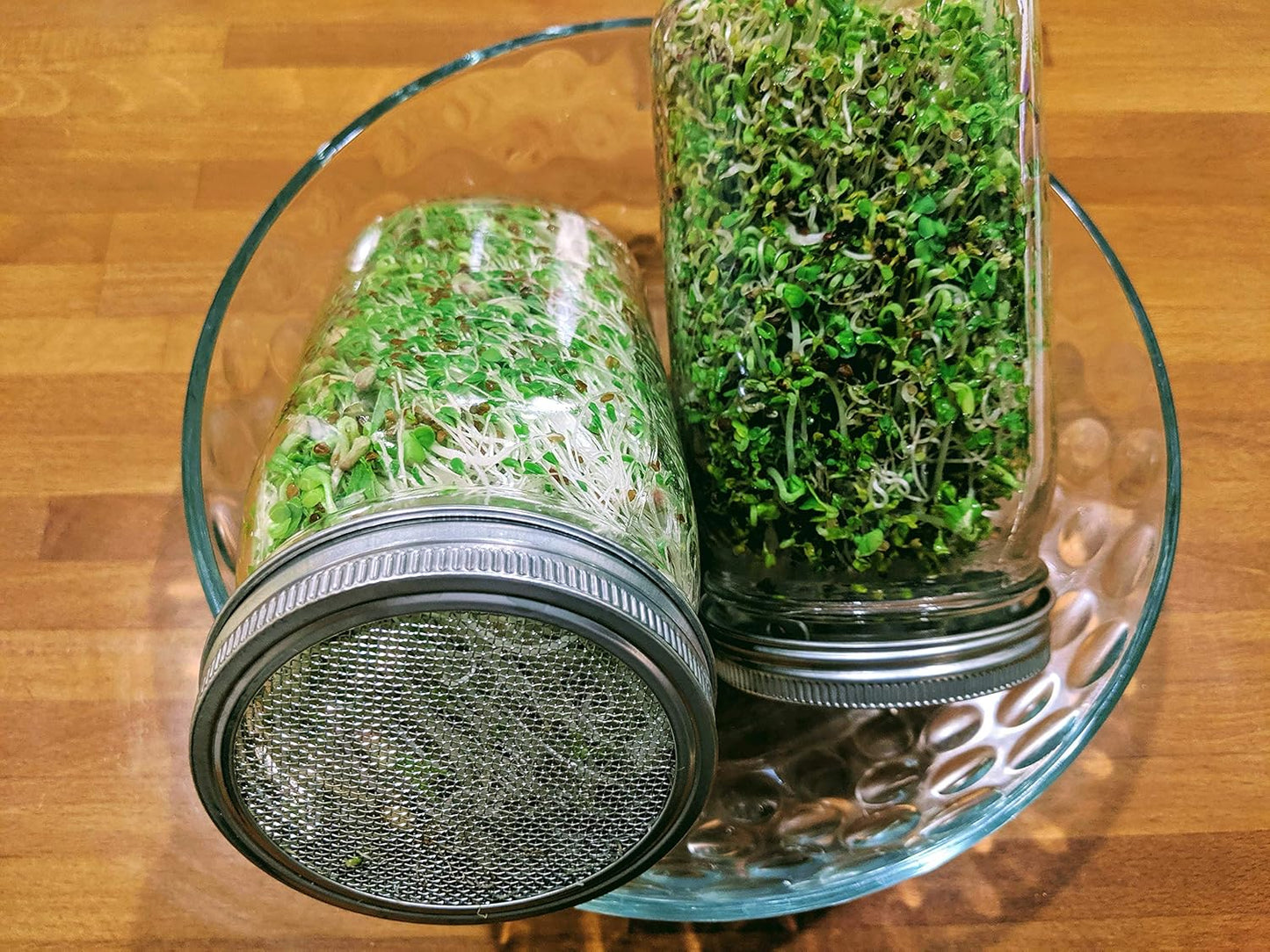 Rust-Free Stainless Steel Sprouting Jar Kit for Fresh Organic Sprouts - Wide Mouth Quart Mason Jar with Screen Lid for Broccoli, Alfalfa, Mung Bean Sprouts - Seeds not Included